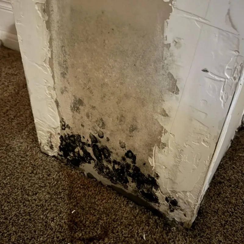Professional Mold Removal in White Oak, TX